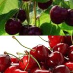 შეხვედრის ფარგლებში, განიხილეს ბლის ინტენსიური წარმოების თანამედროვე მიდგომები, განსაკუთრებული ყურადღება დაეთმო როგორც ახალ, ისე უკვე აპრობირებულ ჯიშებს, რომლებიც კვლევითი ცენტრის მიერ რეკომენდებულია ფერმერებისთვის ადგილობრივი აგროკლიმატური პირობების გათვალისწინებით ალუბალი ძვირფასი დიეტური და მრავალი დაავადების სამკურნალოდ გამოსადეგი კულტურაა