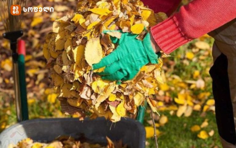 5 მიზეზი, თუ რატომ არ უნდა მოვრატომაგროვოთ შემოდგომით, ბაღში ჩამოცვენილი ფოთლები?!