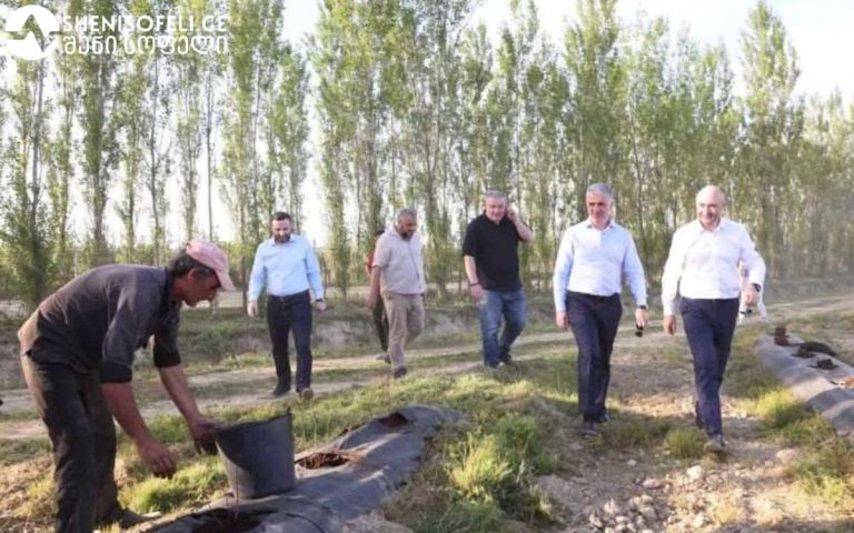 ლურჯი მოცვი ერთ-ერთი ახალი კულტურაა საქართველოში, რომელიც ხელშემწყობი სახელმწიფო პროგრამების ფარგლებში გაშენდა