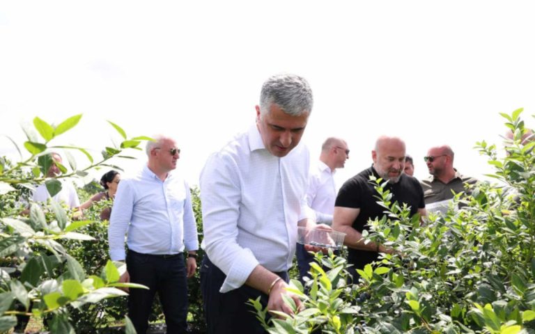 „წელს ველოდებით მოცვის წარმოების და ექსპორტის გაორმაგებულ მაჩვენებელს“
