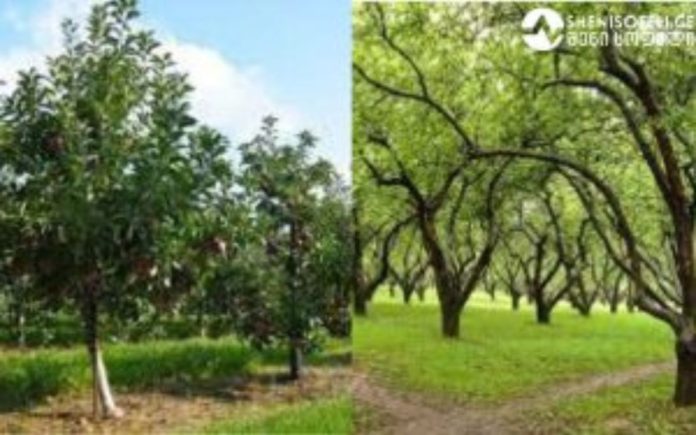 მეურნეობა