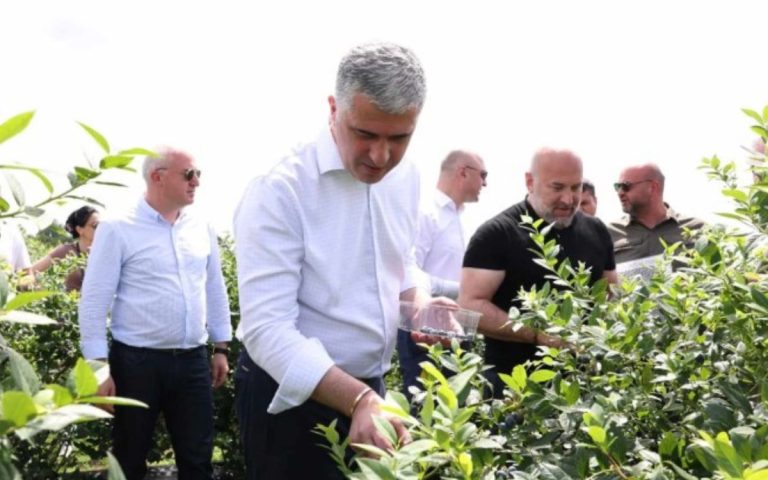 „საშუალო და მაღალი ხარისხის თხილის ღირებულება, გასულ წელზე 30-40%-ით მაღალია„ – მინისტრი