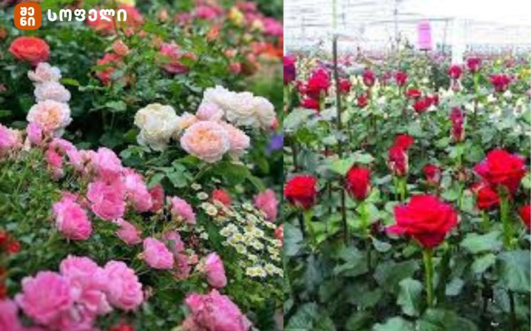 როგორ და როდის უნდა გაისხლას ვარდი — პრაქტიკული სახელმძღვანელო