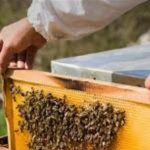 „რას ურჩევდით დამწყებ მეფუტკრეს, თუ სერიოზულად სურს მოჰკიდოს ამ საქმეს ხელი“… რას ურჩევდით დამწყებ მეფუტკრეს, თუ სერიოზულად სურს მოჰკიდოს ამ საქმეს ხელი...