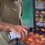 „საქმე ეხება სურსათის მიზანმიმართულ დაბინძურებას. აღნიშნული ფაქტი საჭიროებს მყისიერ რეაგირებას, რისთვისაც სააგენტომ შესაბამის სამართალდამცავ ორგანოებს წერილობით უკვე მიმართა“-სურსათის ეროვნული სააგენტო ატმის შეღებვის ვიდეომასალაზე