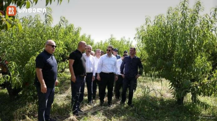 ფერმერი ჯამში 28 ჰექტარზე ფლობს ატმის, ვაშლატამას, გარგარისა და ქლიავის ბაღებს. წელს ფერმერი 250 ტონა მოსავალს ელოდებ