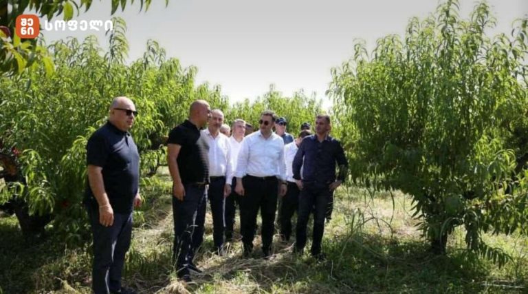 ფერმერი ჯამში 28 ჰექტარზე ფლობს ატმის, ვაშლატამას, გარგარისა და ქლიავის ბაღებს. წელს ფერმერი 250 ტონა მოსავალს ელოდება