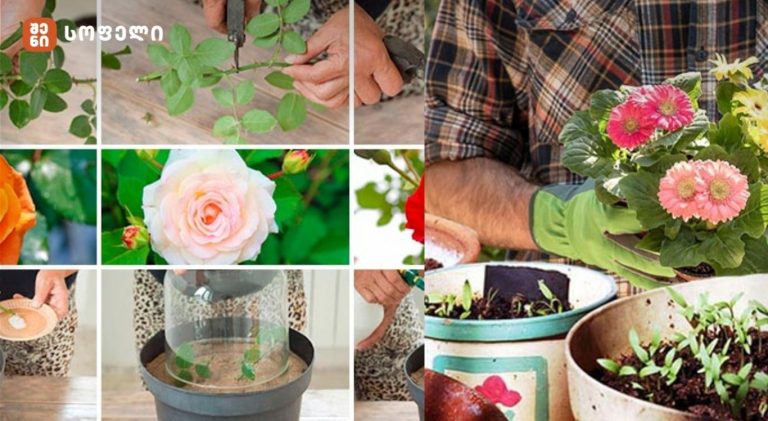 🌿 მცენარეთა მავნებლებთან ბრძოლა აღმოსავლეთ საქართველოში