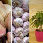 ნიორი და მისი სარგებელი მცენარეთა დაცვაში - როგორ მოვამზადოთ ნიორის პრეპარატები
