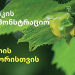 მცენარეებთან სიახლოვე აუმჯობესებს მენტალურ ჯანმრთელობას | შენი სოფელი