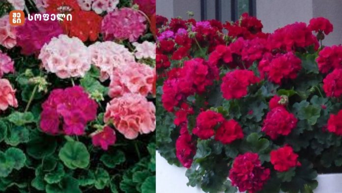 🌿 ბალბას მოვლა და გამრავლება: პრაქტიკული გზამკვლევი მოყვარულთათვის