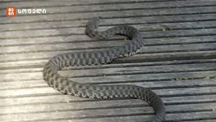 გველებს კორპუსის ნებისმიერ სართულზე შეუძლიათ აღწევა,