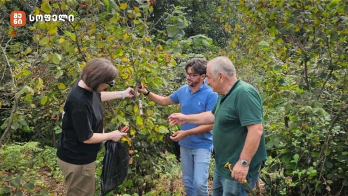 სოფლის მეურნეობის სამეცნიერო-კვლევითი ცენტრის მეცნიერები, იტალიელ ექსპერტთან ერთად, თხილის დაავადების კვლევას აგრძელებენ