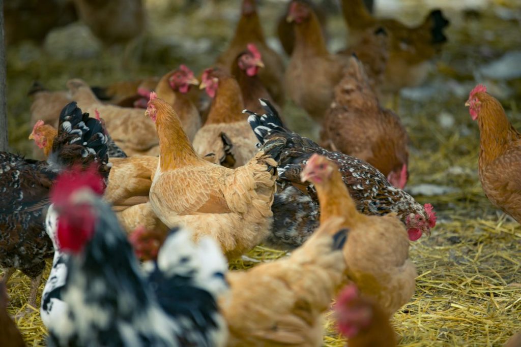 554992163_122121432266972604_2912569641552321624_n | შენი სოფელი დავით ხომასურიძე ლონდონიდან ჩამოვიდა და მეფრინველეობის მეურნეობა დაიწყო – ასეთ გემრიელ და ჯანსაღ ქათამს ვერსად იპოვით, მისი ანალოგი საქართველოში ძნელად მოიძებნება | შენი სოფელი