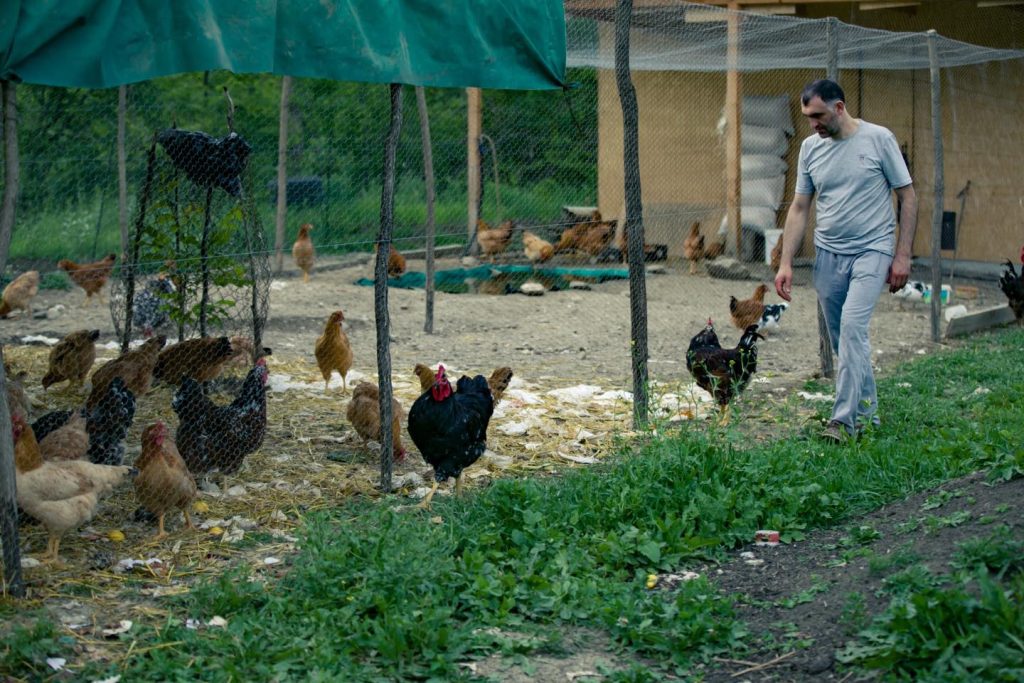 555546379_122121432290972604_6822461401209588964_n | შენი სოფელი დავით ხომასურიძე ლონდონიდან ჩამოვიდა და მეფრინველეობის მეურნეობა დაიწყო – ასეთ გემრიელ და ჯანსაღ ქათამს ვერსად იპოვით, მისი ანალოგი საქართველოში ძნელად მოიძებნება | შენი სოფელი