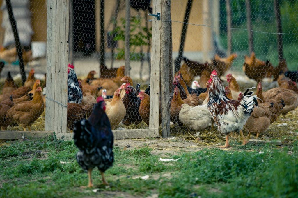 572493413_122127496046972604_557348716511349101_n | შენი სოფელი დავით ხომასურიძე ლონდონიდან ჩამოვიდა და მეფრინველეობის მეურნეობა დაიწყო – ასეთ გემრიელ და ჯანსაღ ქათამს ვერსად იპოვით, მისი ანალოგი საქართველოში ძნელად მოიძებნება | შენი სოფელი