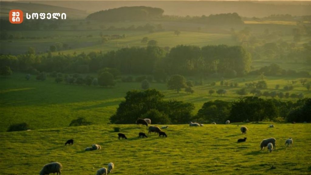საძოვრების იჯარით გაცემის მე-15 ეტაპის ფარგლებში, განაცხადების მიღება დაიწყო