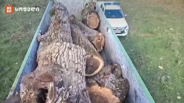 კაკლის სახეობის 8 კუბურ მეტრზე მეტი მოცულობის მორი უკანონოდ გადაჰქონდა - სამართალდარღვევის შედეგად გარემოსთვის მიყენებული ზიანი 11 ათას ლარს აჭარბებს