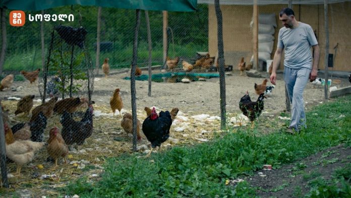 xomasuridze davit-qatmefis ferma დავით ხომასურიძე ლონდონიდან ჩამოვიდა და მეფრინველეობის მეურნეობა დაიწყო - ასეთ გემრიელ და ჯანსაღ ქათამს ვერსად იპოვით, მისი ანალოგი საქართველოში ძნელად მოიძებნება