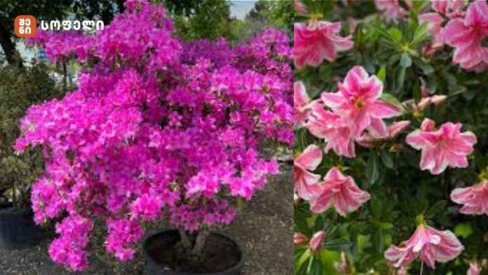 🎥 აზალიას დაფესვიანების წესები 🌸