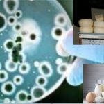 ბრუცელოზი თბილისში – „მამიდაჩემს, სისუფთავესა და ნატურალურ კვებაზე გადარეულ ქალს, დაუდასტურდა ბრუცელოზი, ეჭვი გვაქვს, კუმისიდან ჩამოტანილ ჭყინტ ყველს რომ მიირთმევდა, ესაა მიზეზი“ ბრუცელოზი თბილისში – „მამიდაჩემს, სისუფთავესა და ნატურალურ კვებაზე გადარეულ ქალს, დაუდასტურდა ბრუცელოზი, ეჭვი გვაქვს, კუმისიდან ჩამოტანილ ჭყინტ ყველს რომ მიირთმევდა, ესაა მიზეზი“