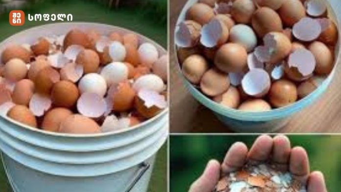 10 მიზეზი, რატომ არ უნდა გადავყაროთ კვერცხის ნაჭუჭი – საოცრად ღირებული ბუნებრივი რესურსი