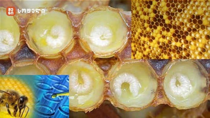 ფუტკრის კიდევ ერთი საოცარი პროდუქტი -  აუცილებლად წასაკითხი - მამალი ფუტკრის ჰომოგენატი და მისი სამკურნალო თვისებები