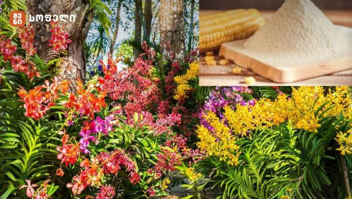 როგორ გამოვიყენოთ სიმინდის ფქვილი სხვადასხვა მცენარისთვის 🌸