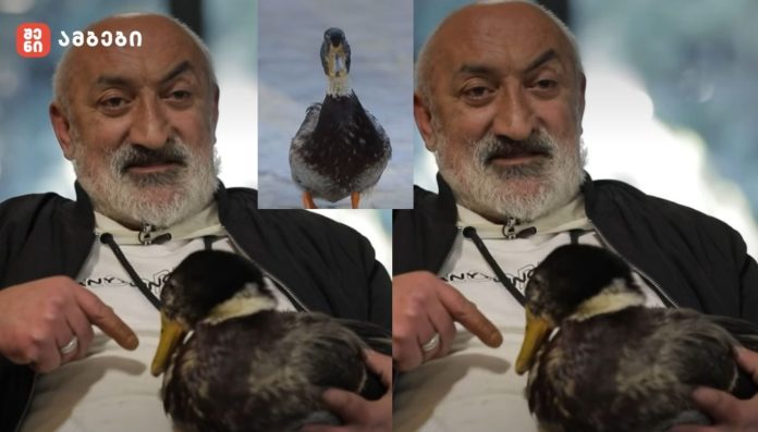 იოსებ მალუძესა და მის მეგობარ იხვ ვიტოს თბილისის ქუჩებში ხშირად შეხვდებით - უჩვეულო მეგობრობის ისტორია