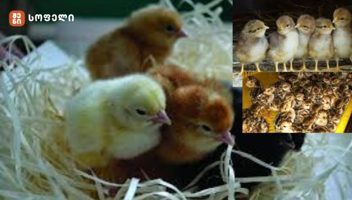 წიწილების მოვლა: ასაკის მიხედვით საჭირო ტემპერატურული სტანდარტები