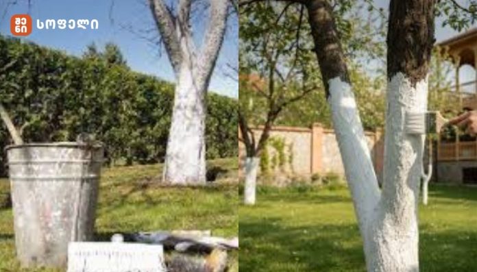 რატომ უნდა ვავკიროთ ხეები?