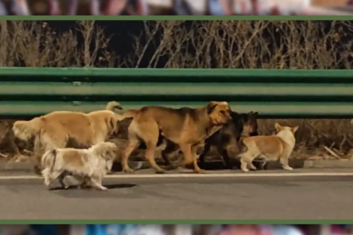 ჩინეთში შვიდმა ძაღლმა გატაცების შემდეგ 17 კილომეტრი გაიარა და სახლში დაბრუნდა🐕