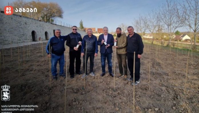 საფრანგეთში, ლევილის ქართველთა მამულში რქაწითელის და საფერავის ვაზი გაშენდა
