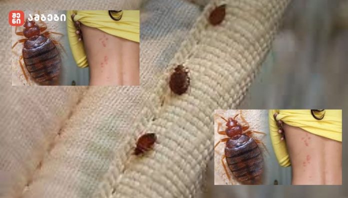 აღმოჩენა, რომელიც ბაღლინჯოების წინააღმდეგ ბრძოლას ამარტივებს: საწოლის ბაღლინჯოს მოსასპობად უმარტივესი მეთოდი აღმოაჩინეს