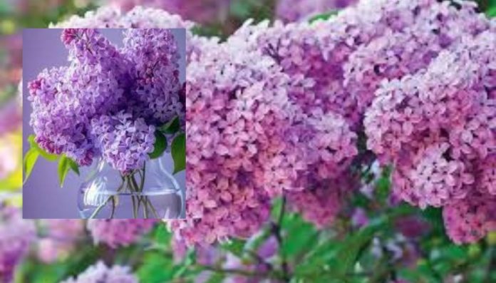 როგორ გავუხანგრძლივოთ სიცოცხლე ლარნაკში ჩადებულ იასამანს