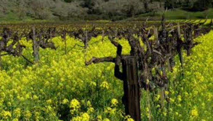 ქართული ვაზისა და ღვინის კულტურის კვლევის სამეცნიერო პროექტის ფარგლებში, ველური ვაზის შესწავლის ღონისძიებები გრძელდება