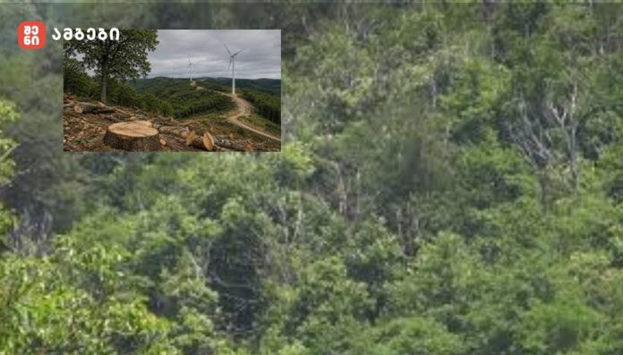 Inset photo: forested hillside with wind turbines and a winding dirt road, foregrounded by a cut tree stump; red logo with white Georgian text in the top-left corner.
