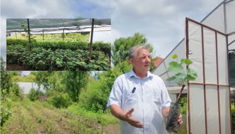 🍇რა უნდა გავითვალისწინოთ გურული ვაზის ჯიშის, საკმიელას დარგვისას და მისი მოვლის საწყის ეტაპზე