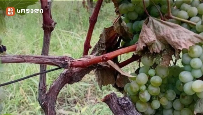 Close-up of green grape clusters hanging from twisted woody vines with drying leaves in a vineyard.