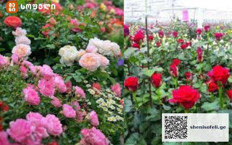 როგორ უნდა მოვუაროთ ვარდებს გაზაფხულზე