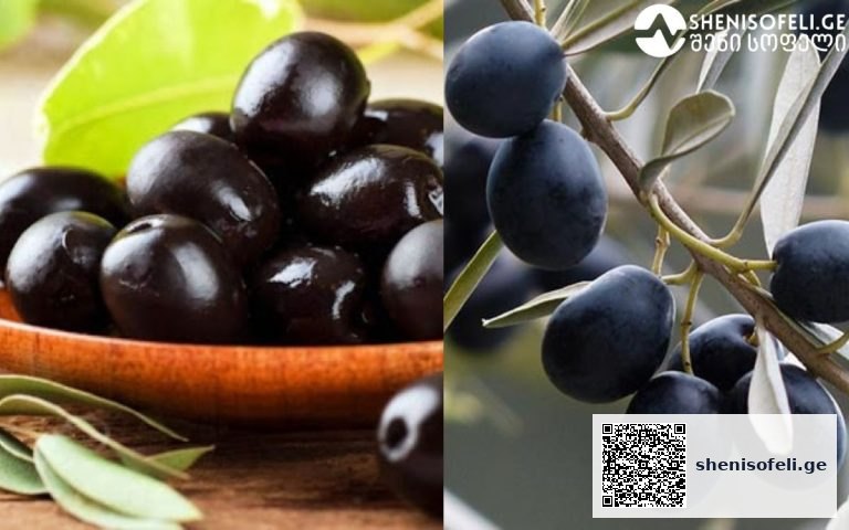 ძვირფასი ზეთოვანი კულტურა – ნა­­ყოფის წვნიანი რბილობი 25-40%-მდე ზეთს, ცილებს, C ვიტამინსა და კაროტინს შეიცავს, კურკაში 12%-მდე ტექნიკური ზეთია