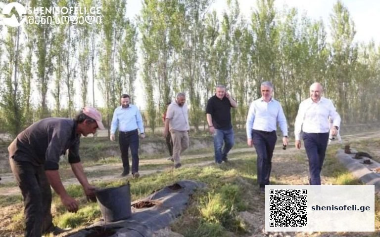 ლურჯი მოცვი ერთ-ერთი ახალი კულტურაა საქართველოში, რომელიც ხელშემწყობი სახელმწიფო პროგრამების ფარგლებში გაშენდა