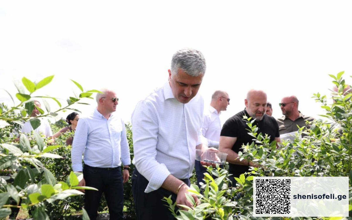 „წელს ველოდებით მოცვის წარმოების და ექსპორტის გაორმაგებულ | შენი სოფელი