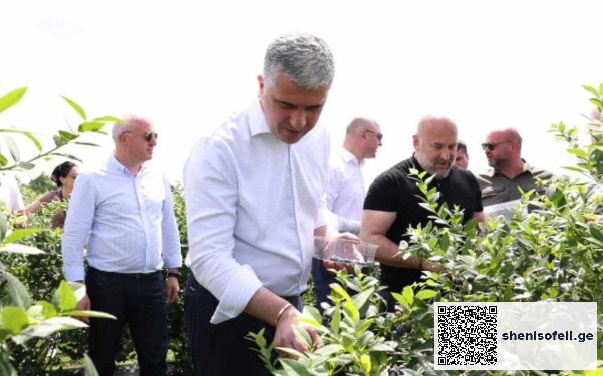 „საშუალო და მაღალი ხარისხის თხილის ღირებულება | შენი სოფელი