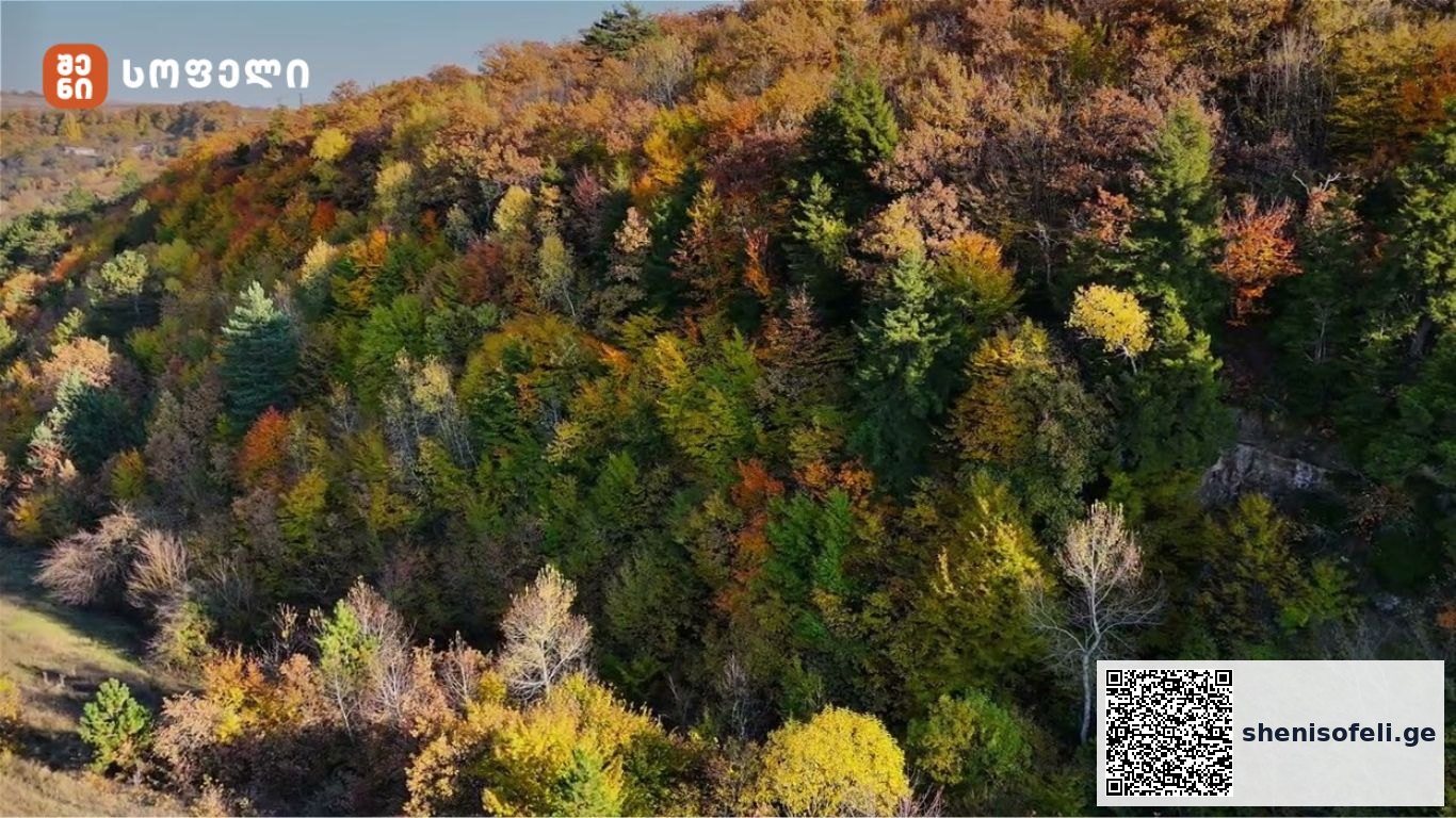 სოფელი ცოცხნარა/შემოდგომა🍁🍂 - ვიდეო - Giorgi Gogaladze | შენი სოფელი