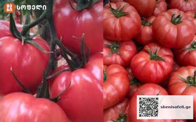 რჩევები პომიდვრის მოვლა-მოყვანის შესახებ