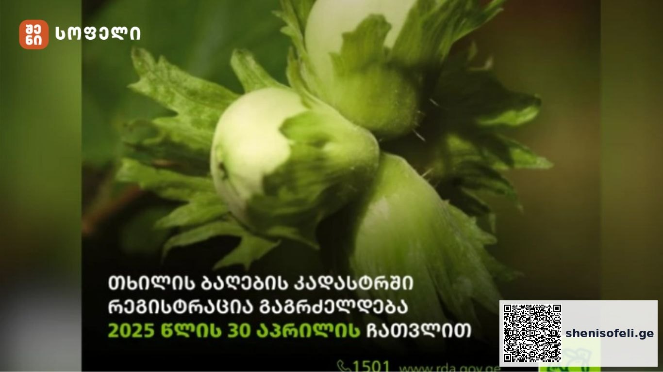 თხილის წარმოების ხელშეწყობის პროგრამის ფარგლებში | შენი სოფელი