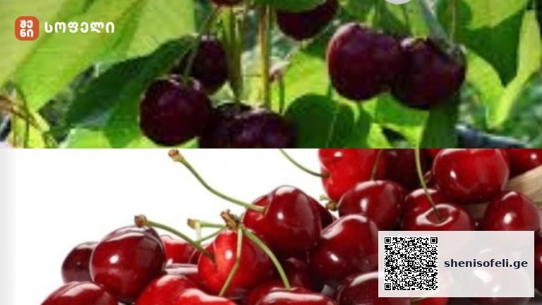 შეხვედრის ფარგლებში, განიხილეს ბლის ინტენსიური წარმოების თანამედროვე მიდგომები, განსაკუთრებული ყურადღება დაეთმო როგორც ახალ, ისე უკვე აპრობირებულ ჯიშებს, რომლებიც კვლევითი ცენტრის მიერ რეკომენდებულია ფერმერებისთვის ადგილობრივი აგროკლიმატური პირობების გათვალისწინებით