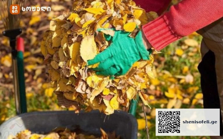 5 მიზეზი, თუ რატომ არ უნდა მოვრატომაგროვოთ შემოდგომით, ბაღში ჩამოცვენილი ფოთლები?!