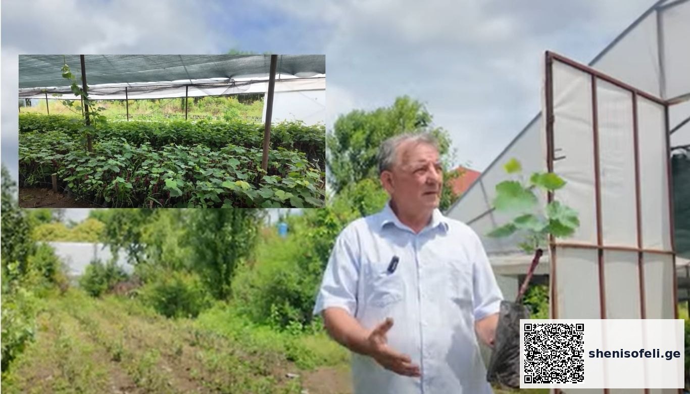 🍇რა უნდა გავითვალისწინოთ გურული ვაზის ჯიშის | შენი სოფელი